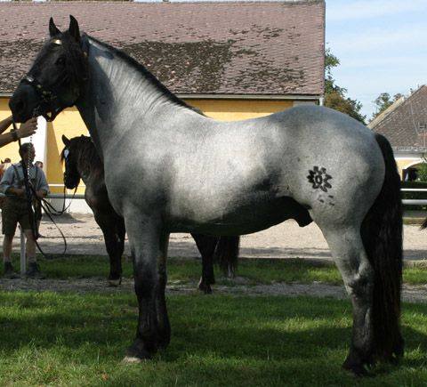 Noriker Horses / Norico-Pinzgauer Horses